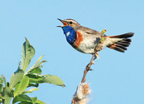 Vogel Postkarten | Sperlingsvögel