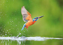 Belohnungsaufkleber | Vögel