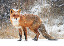 Günstige Weihnachtskarten | Tiere