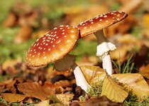 Herbst Postkarten | Pilze