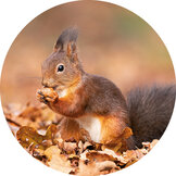 Grußkarten ohne text | Verschlussaufkleber