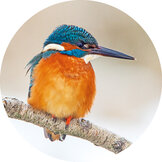 Luxus-Weihnachtskarten | Verschlussaufkleber