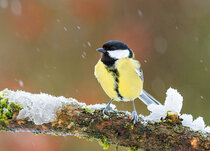 Winter Postkarten | Tiere und Vögel