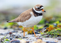 Vogel Postkarten | Watvögel