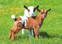 Tierpostkarten | Tiere auf dem Bauernhof Tierpostkarten | Tiere auf dem Bauernhof