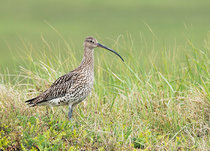 Vogel Postkarten | Wiesenvögel