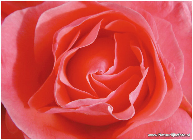 Bloemen-kaarten-roos