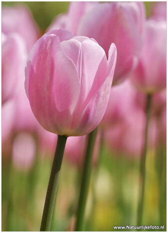 Bloemen-kaarten-roze-tulp