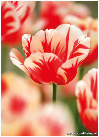 Bloemen-kaarten-rode-tulp