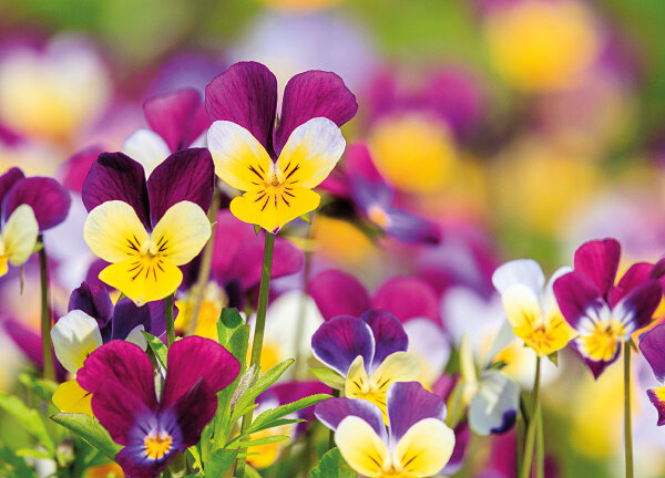 Bloemen kaarten - viooltjes