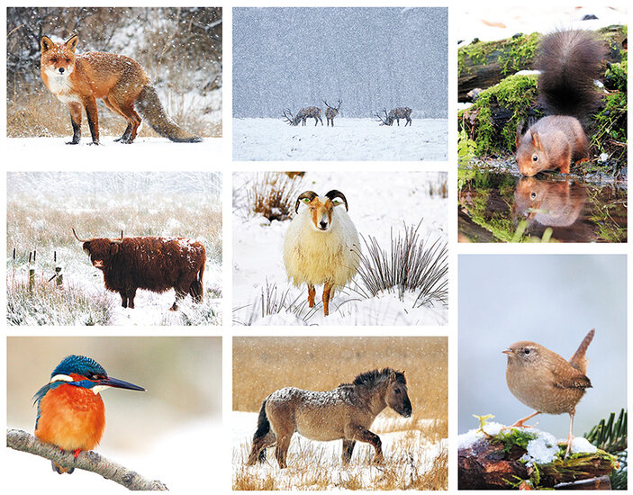 GĂĽnstiges Weihnachtskartenset mit Tiere - 8 Einzelkarten ohne Umschlag (Set Nr. 3)
