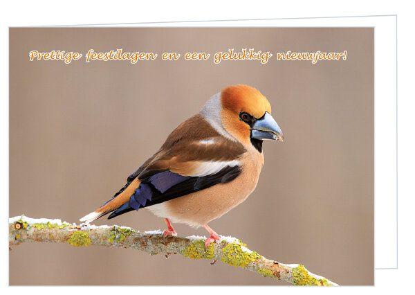 20 luxe kerstkaarten vogels - appelvink en roodborstje - gevouwen kaarten met envelop (set nr. 126)