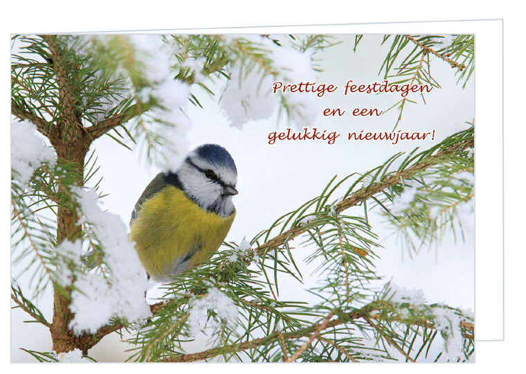 Weihnachtskarten mit Vögeln - Stieglitz und Blaumeise - Klappkarten mit Umschlag (set nr. 114)