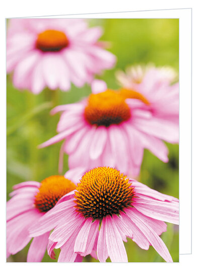 Set Grußkarten ohne Text (set nr. 107)