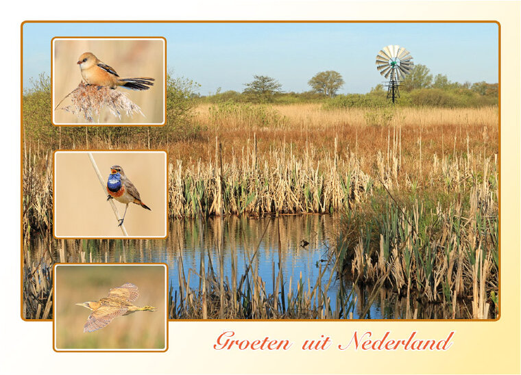 Postcrossing Postkarten top 100 | groeten uit Nederland FrĂĽhling Postkarte (AH0030)