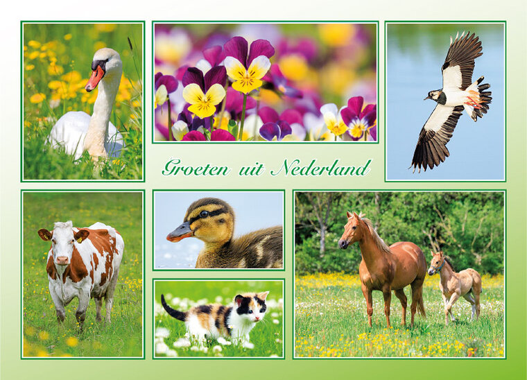 Postcrossing Postkarten top 100 | groeten uit Nederland FrĂĽhling Postkarte (AH0031)