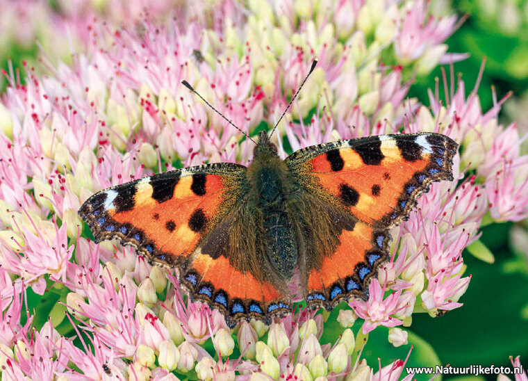 Schmetterling der kleiner Fuchs Postkarte (0823)