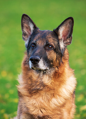 Hundepostkarten - Hunde karten