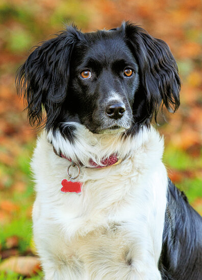 Hundepostkarten - Hunde karten