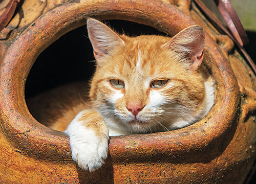 Postkarten Set Katzen - 8 Postkarten mit Katzen Motive  (nr. 128)