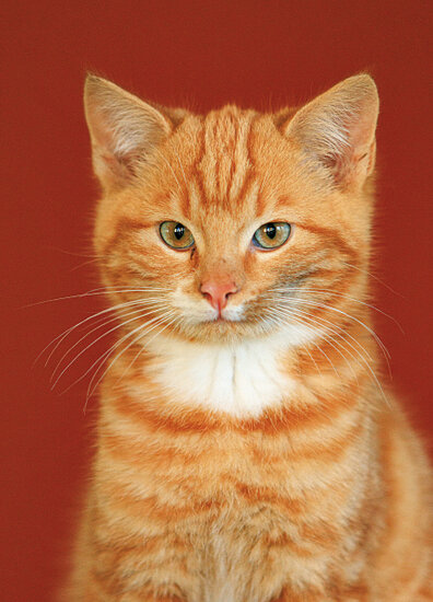 Postkarten Set Katzen - 8 Postkarten mit Katzen Motive  (nr. 128)