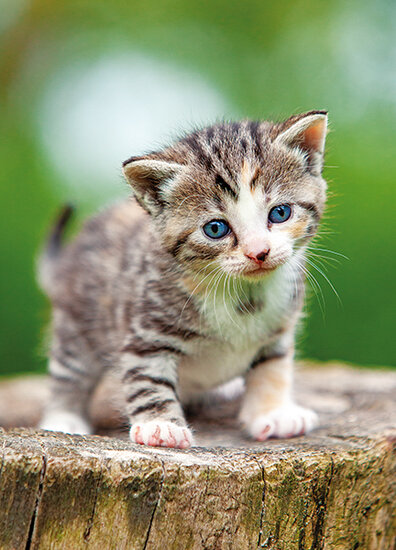 Postkarten Set Katzen - 8 Postkarten mit Katzen Motive  (nr. 128)