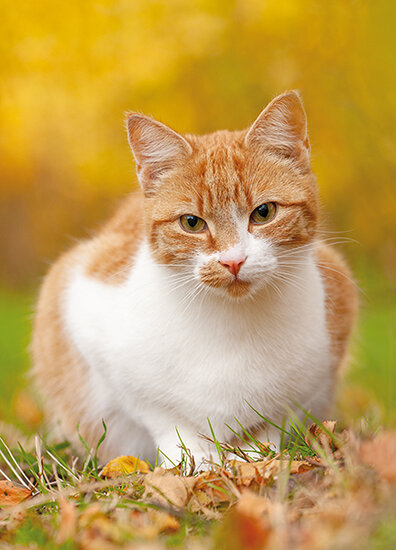 Postkarten Set Katzen - 8 Postkarten mit Katzen Motive  (nr. 128)