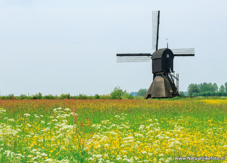 Zandwijkse MĂĽhle in Almkerk Postkarte (0837)