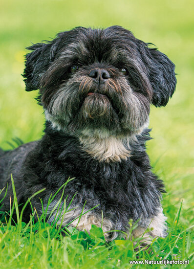 Boomer Hunde Postkarte (0836)