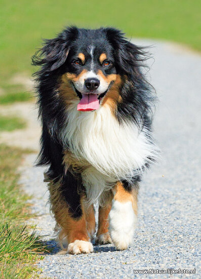 Mini American Shepherd Hunde Postkarte (0838)
