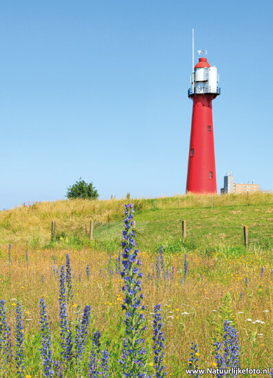 Leuchtturm Hoek van Holland Postkarte (0847)