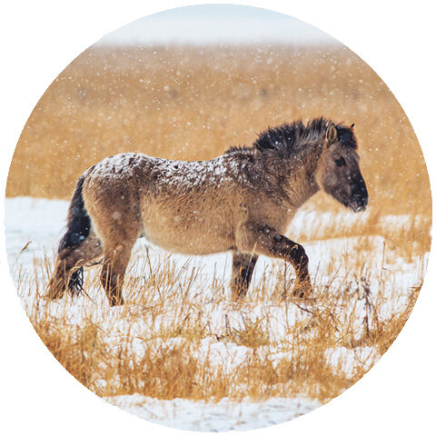 Verschlussaufkleber Pferd | 10x  Konik-Pferd (SZ05)