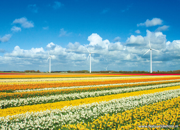 Postkarte WindmĂĽhlen mit Blumen (0873)