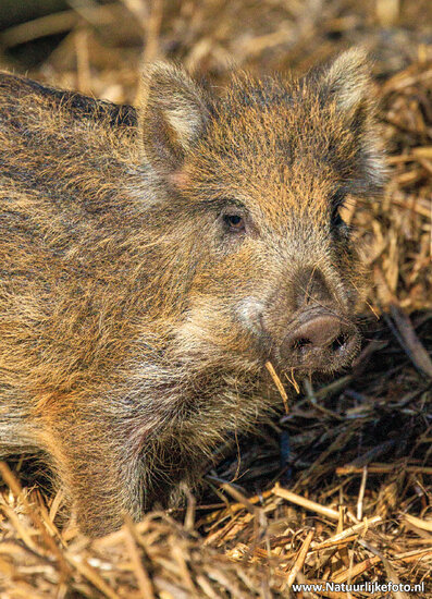 Postkarte Wildschwein (0887)