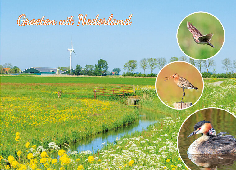 Postkarte groeten uit Nederland Gruttoland
