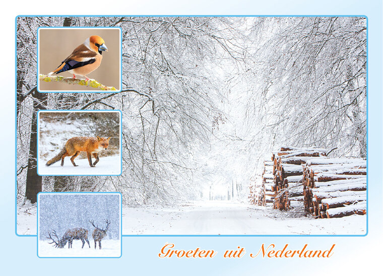 Postkarte groeten uit Nederland (AH0024)