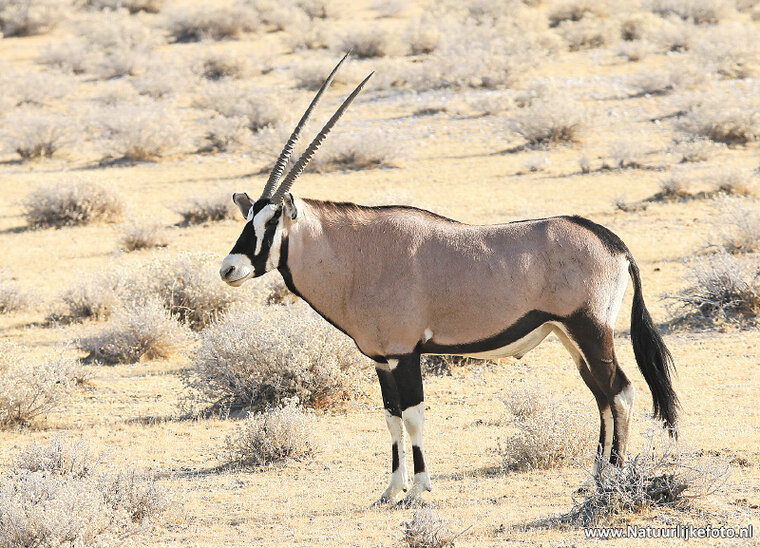 Oryxantilopen Postkarte (AF009)