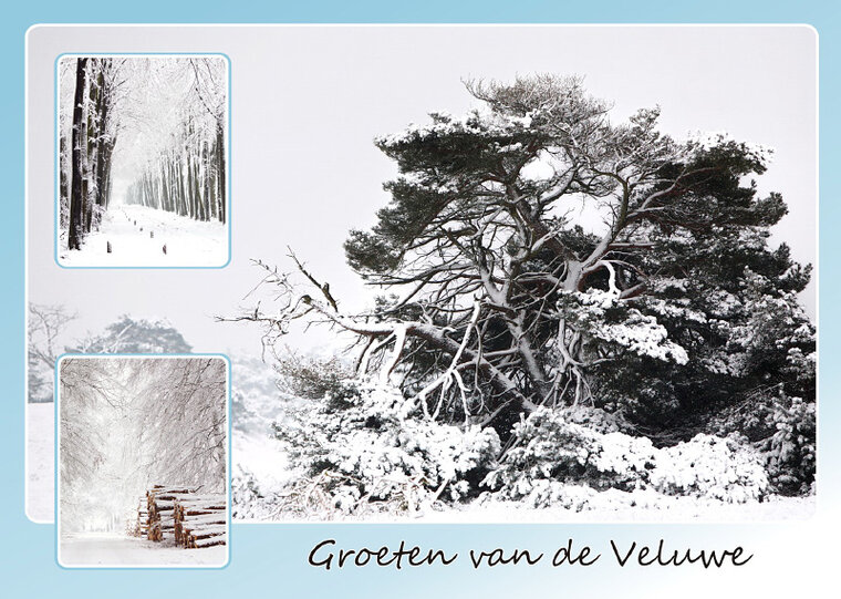 Postkarte Winter auf der Veluwe (VE011)