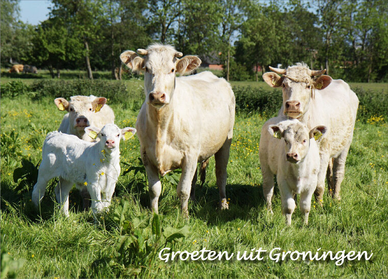 Postkarte grüße aus Groningen - Tiere (GR001)