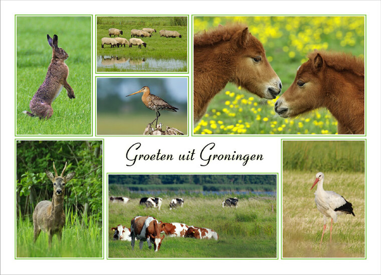 Postkarte grüße aus Groningen (GR003)