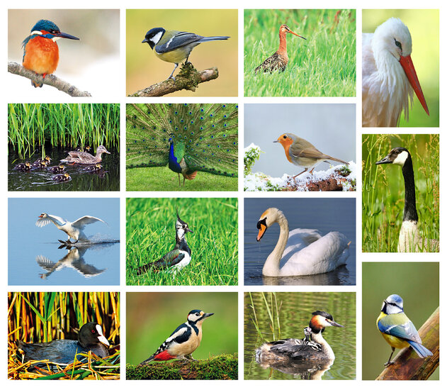 Vögel Postkarten Set - 15 Postkarten mit Vogelmotive (nr. 24)