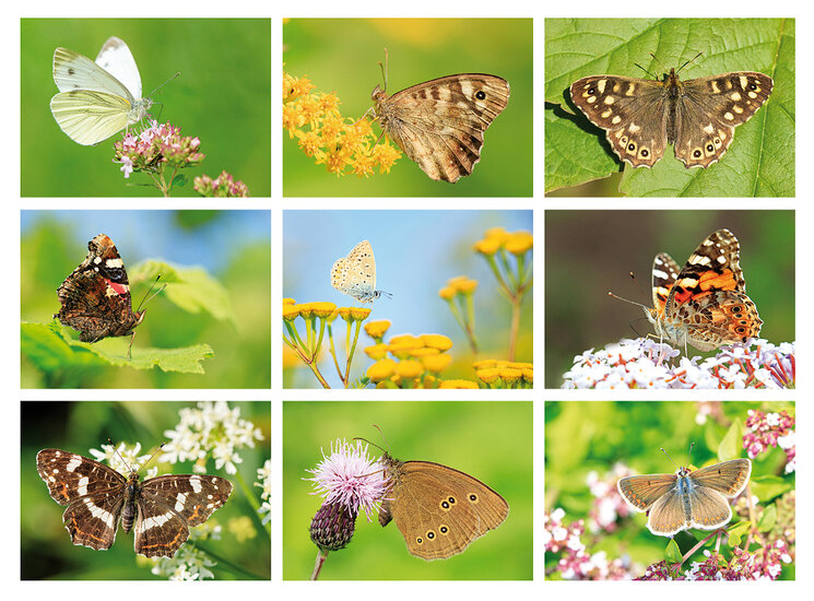 Postkarten Set Schmetterlinge - 9 Postkarten mit Schmetterling Motive (nr. 097)