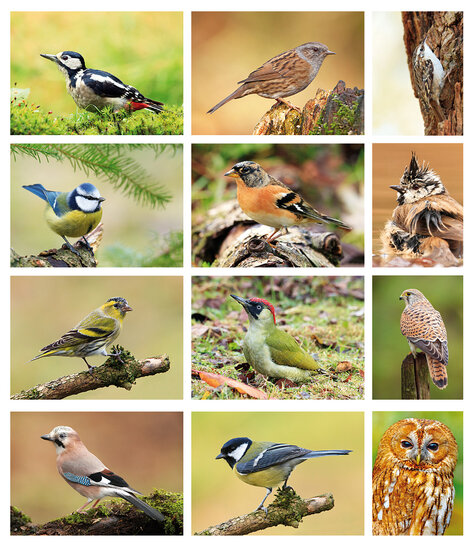 Postkarten Set Vögel - 12 Postkarten mit Vogelmotive (nr. 080)