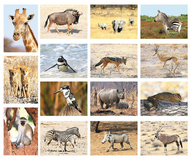 Tierpostkarten Set Afrikanische Tiere - 15 Postkarten mit Tiermotive (nr. 58)