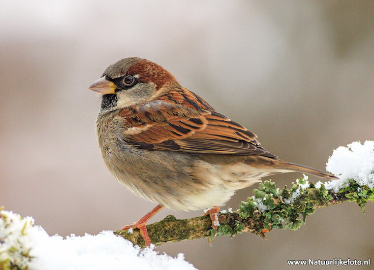 Haussperling im Schnee Postkarte (0809)