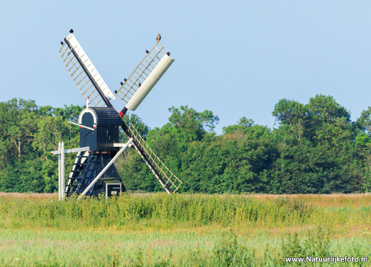 Kemphaan Mühle Postkarte (0817)
