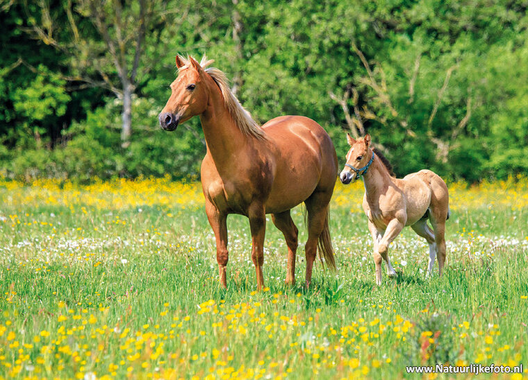 Pferd mit Fohlen Postkarte (0704)