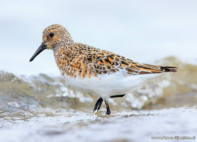 Sanderling Postkarte (0715)