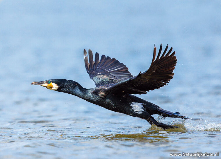 Kormoran Postkarte (0720)
