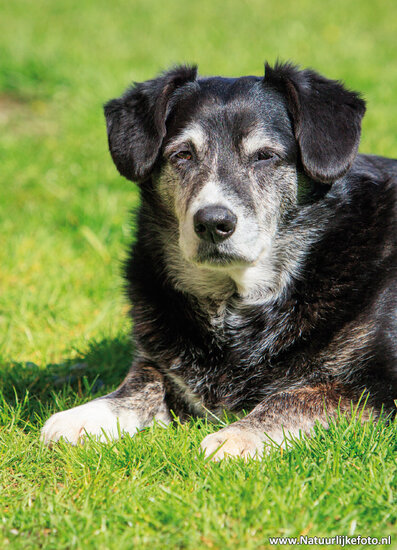 Hund Postkarte (0726)